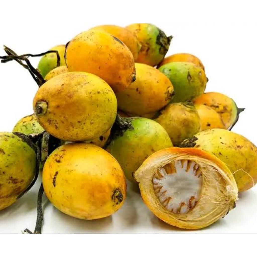 

buah pinang tua segar 1kg