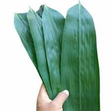

100 Lembar Daun Bambu Bakcang / Daun Bambu Segar Bungkus Bacang / Bakcang Daun Bambu Jumbo / daun bambu bakcang besar / daun bambu bacang jumbo / daun bamboo / daun bambu segar paket 100 / daun bambu bakcang