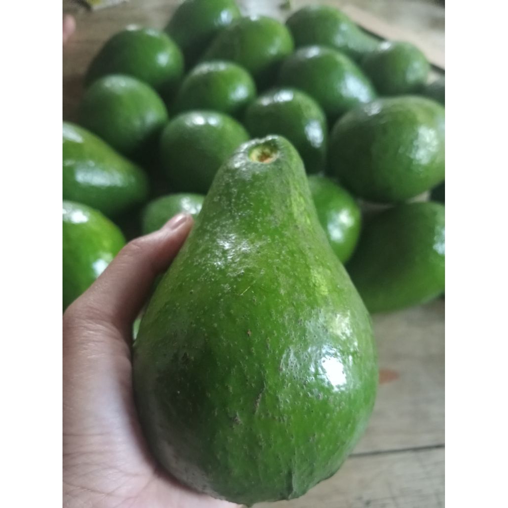 

Alpukat mentega lokal asli kwalitas bagus Varian 1kg di kirim mentah