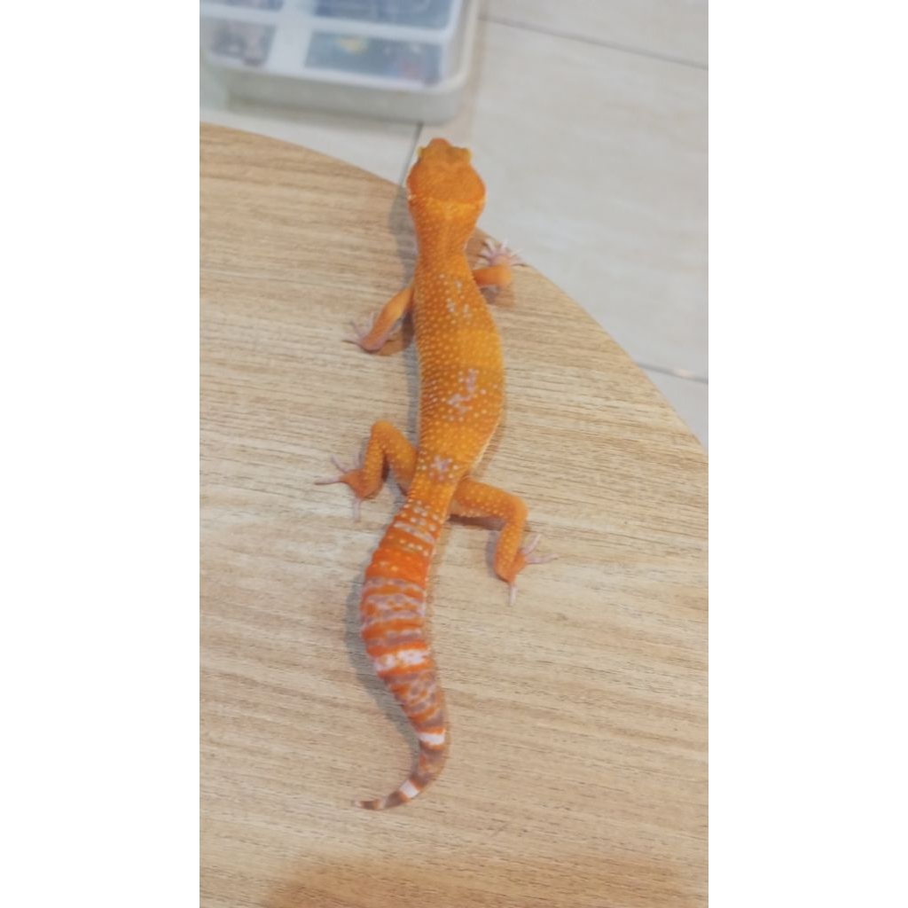 Gecko Sunspot Giant calon Bongsor