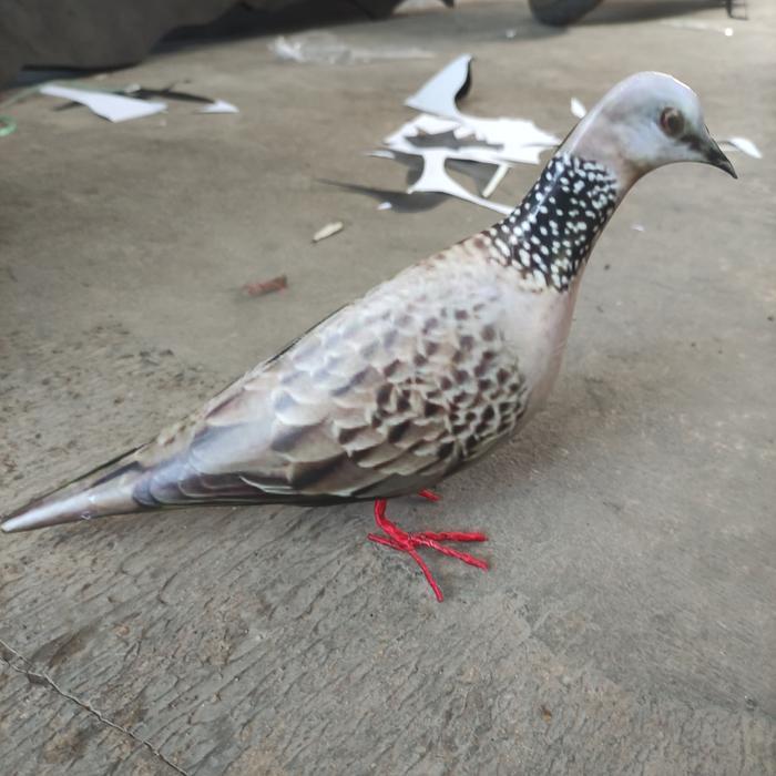 Jontrot burung tekukur / boneka mainan dekoy manuk derkuku punai limukan sangat mirip - walik punai