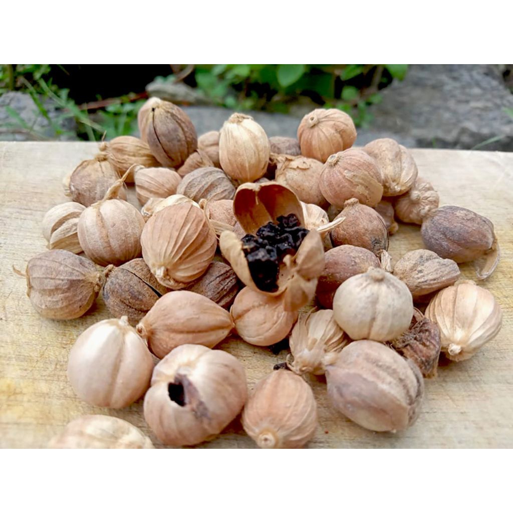 

kapulaga kering 100gr/kapulaga/kapol