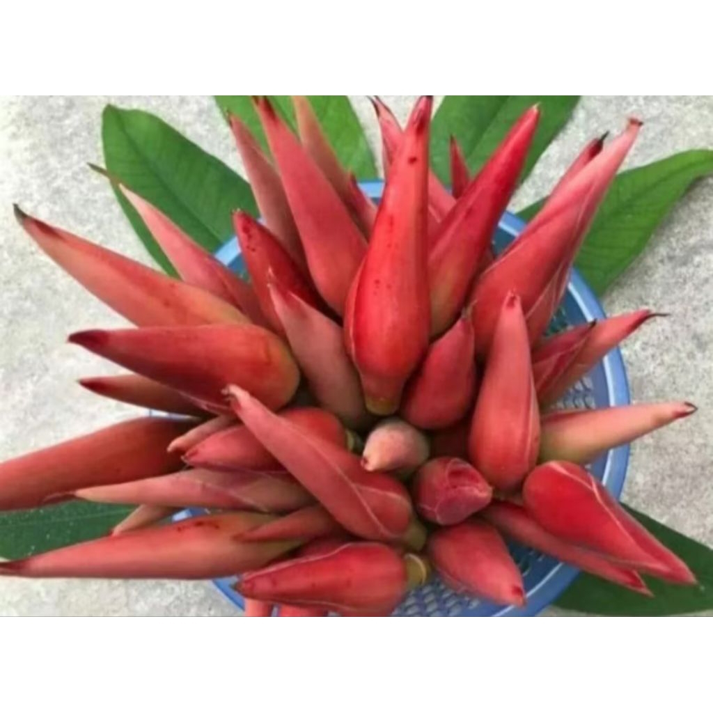 

kecombrang/lalapan kecombrang per pcs