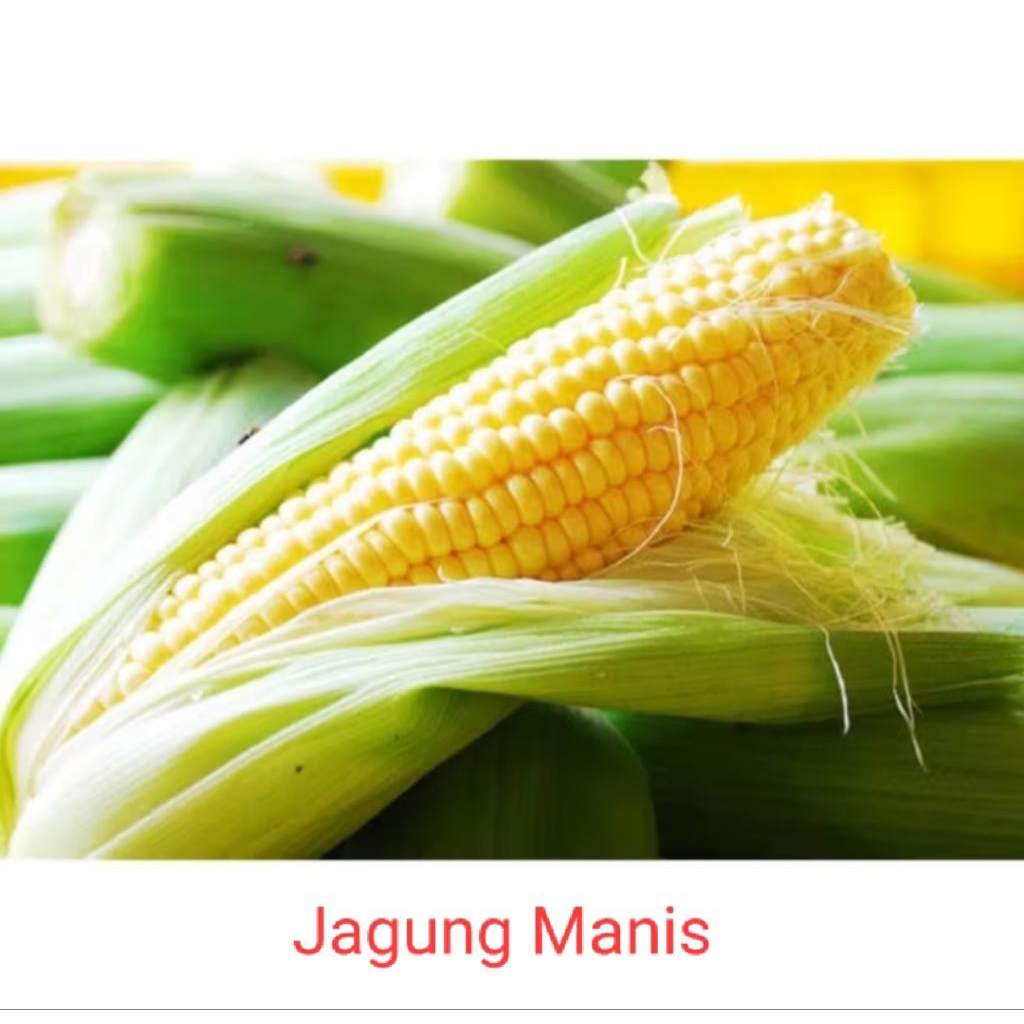 

JAGUNG MANIS SEGAR PER PCS