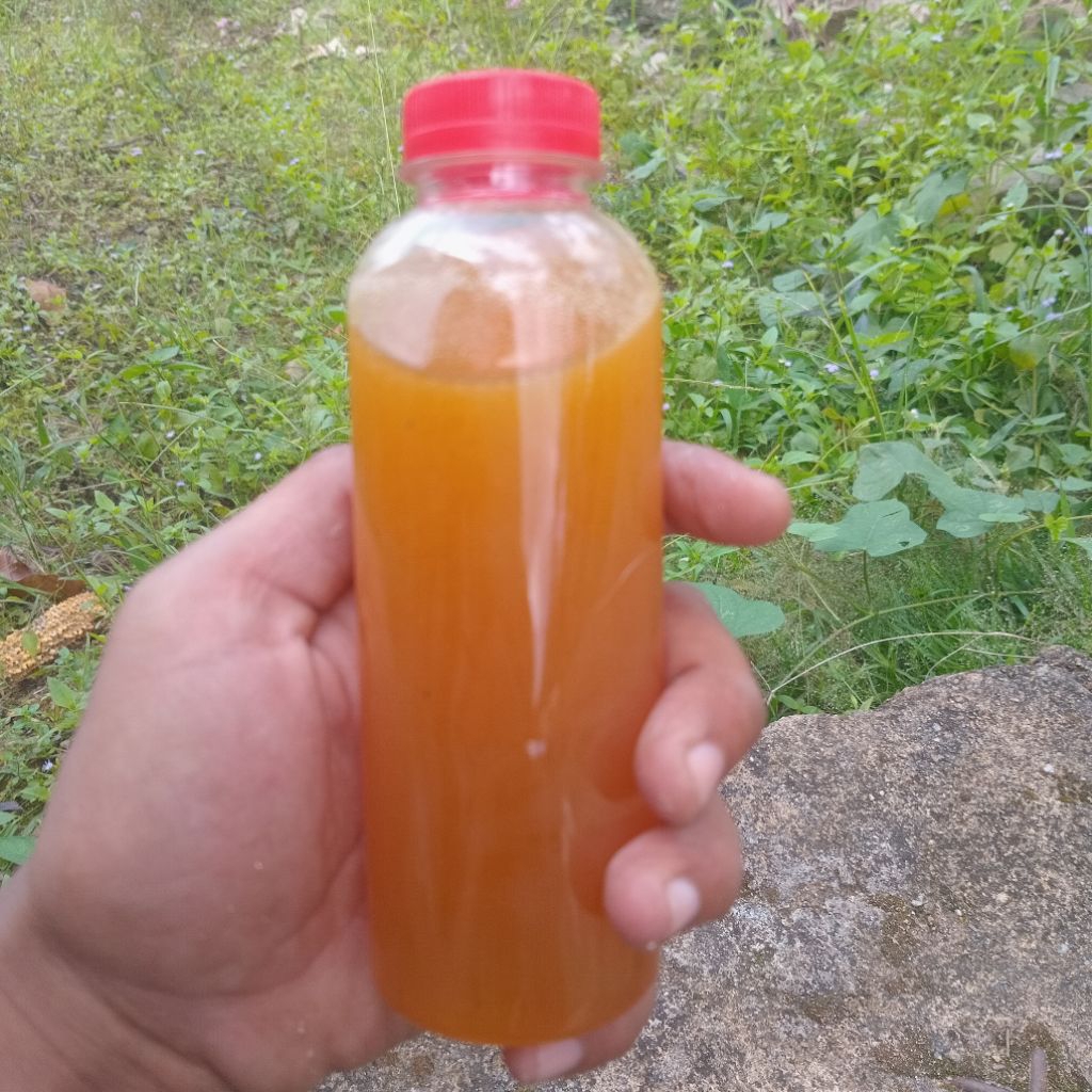 

Madu Hutan Kalimantan 250ml Alami & Murni Energi Daya Tahan Tubuh Antioksidan