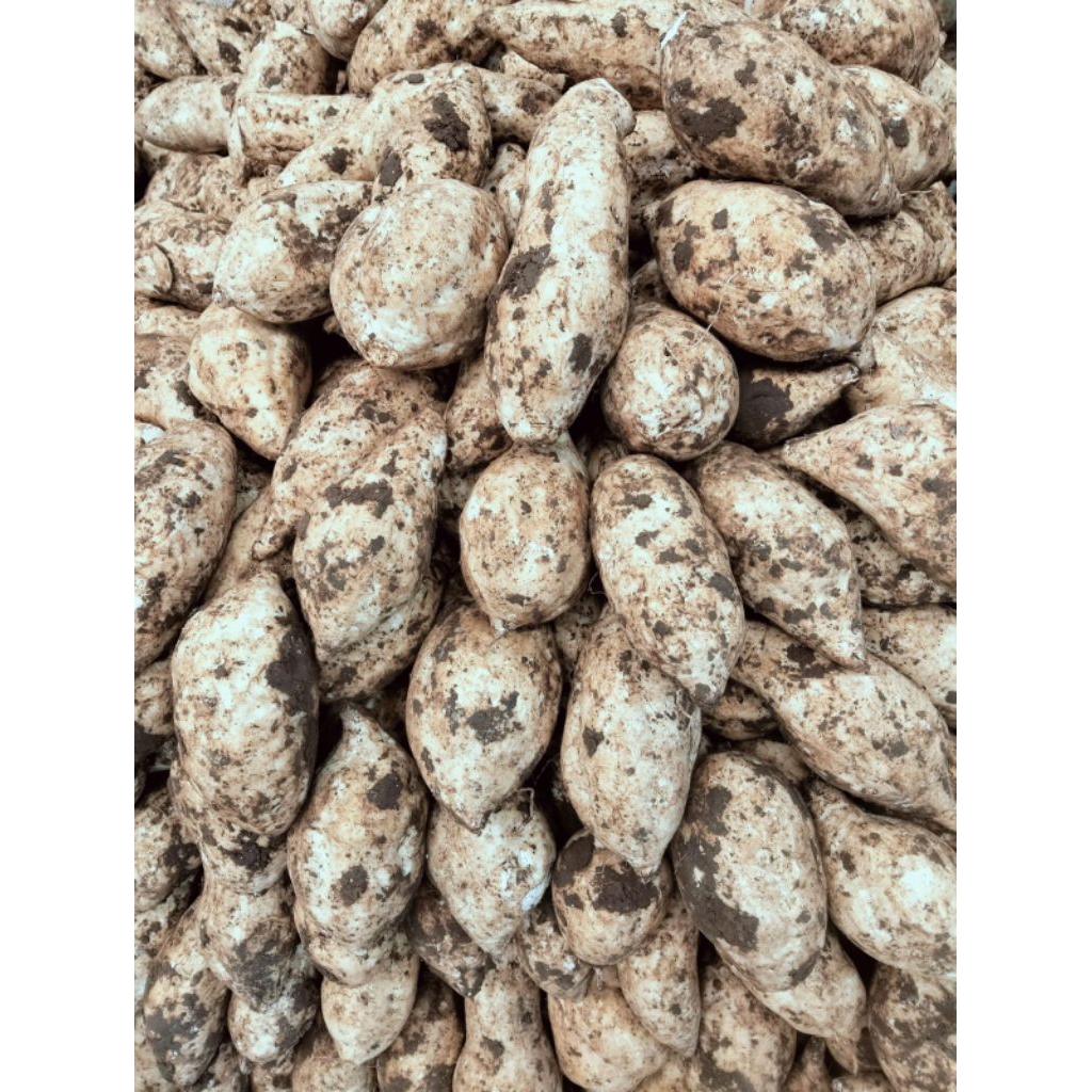 

Ubi Putih Mentah Segar Fresh 1kg