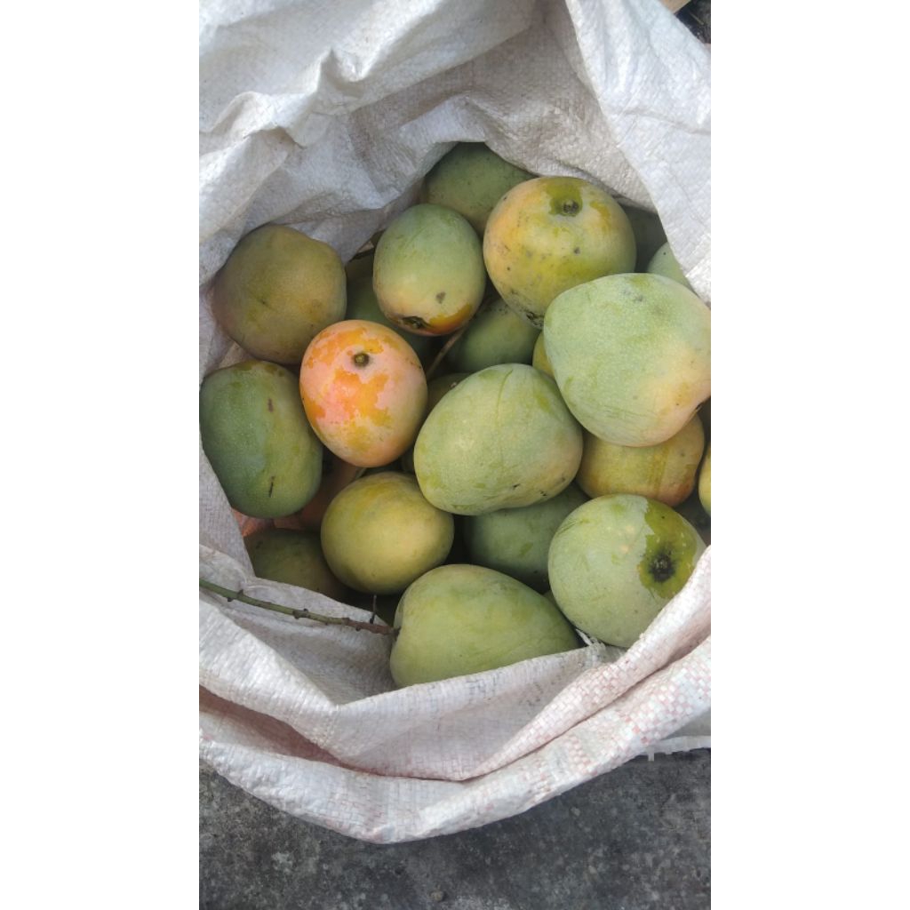 

MANGGA GEDONG GINCU SUPER ASLI INDRAMAYU 1KG