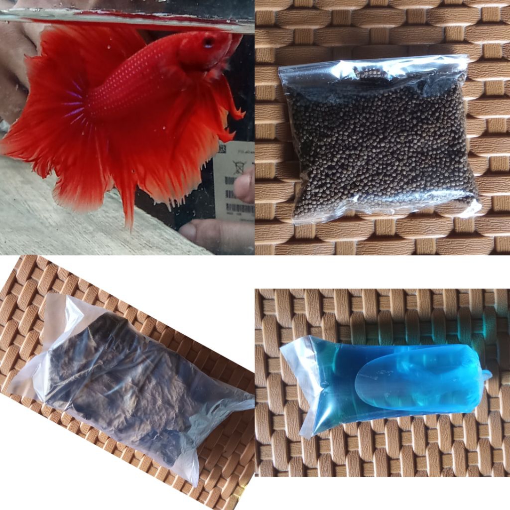 paket hemat ikan cupang hias halfmoon rostail perawatan ikan cupang hias