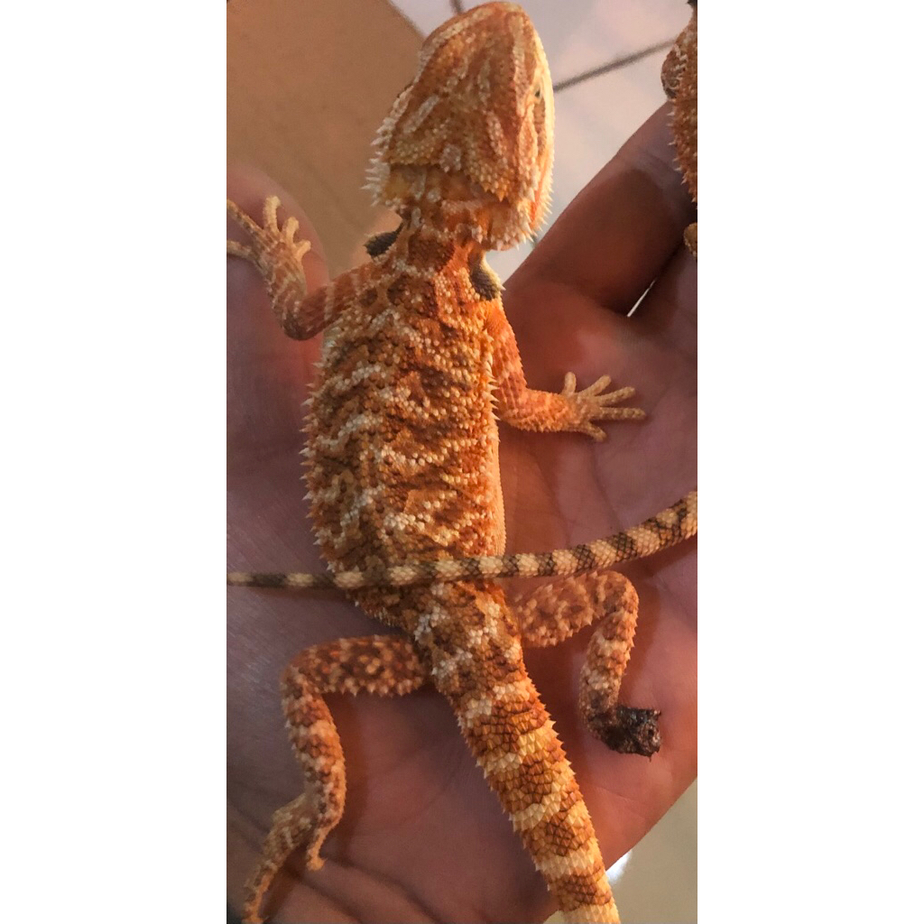 bearded dragon het bloodred trans pH zero
