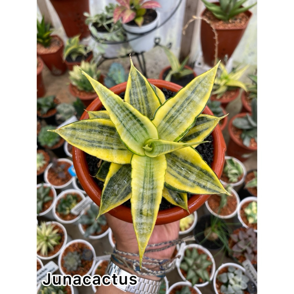 Sansevieria Cordova thailand / variegata