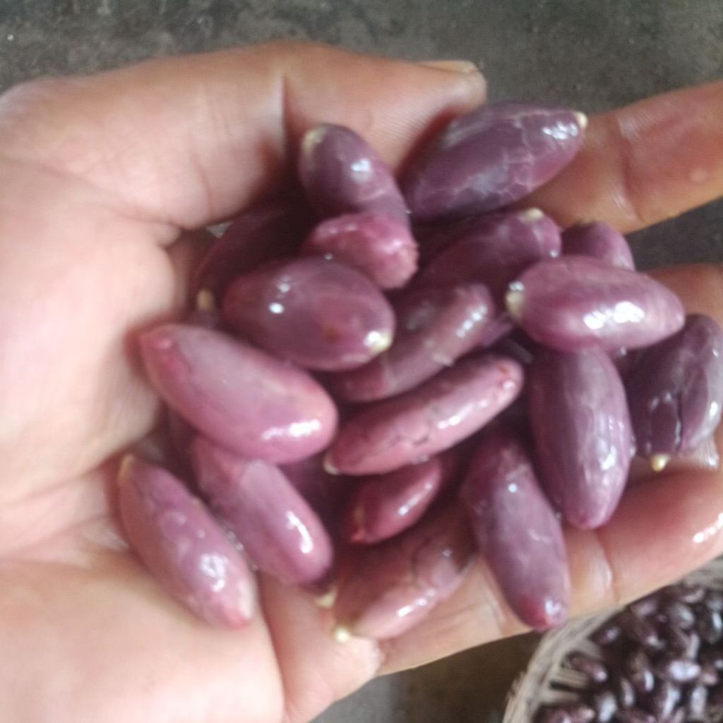 BIBIT KAKAO UNGGUL