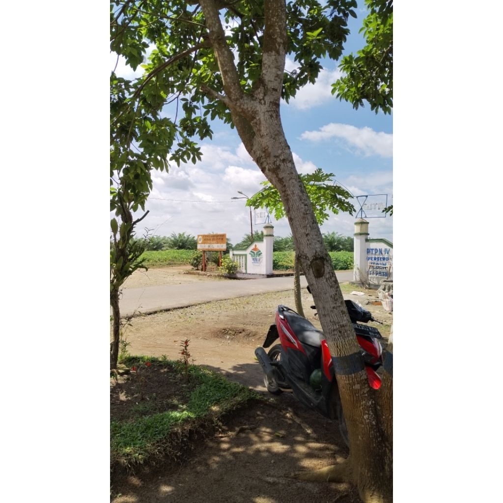 Tetes telinga Herbal Alami