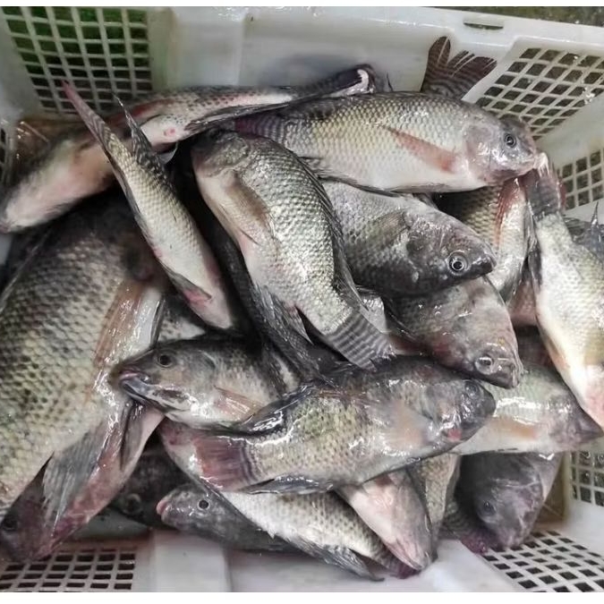 

IKAN MUJAHIR SEGAR / IKAN MUJAHIR MARINASI 1KG