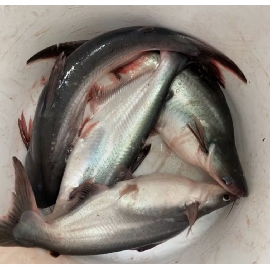 

IKAN PATIN SEGAR / IKAN PATIN MARINASI 1KG