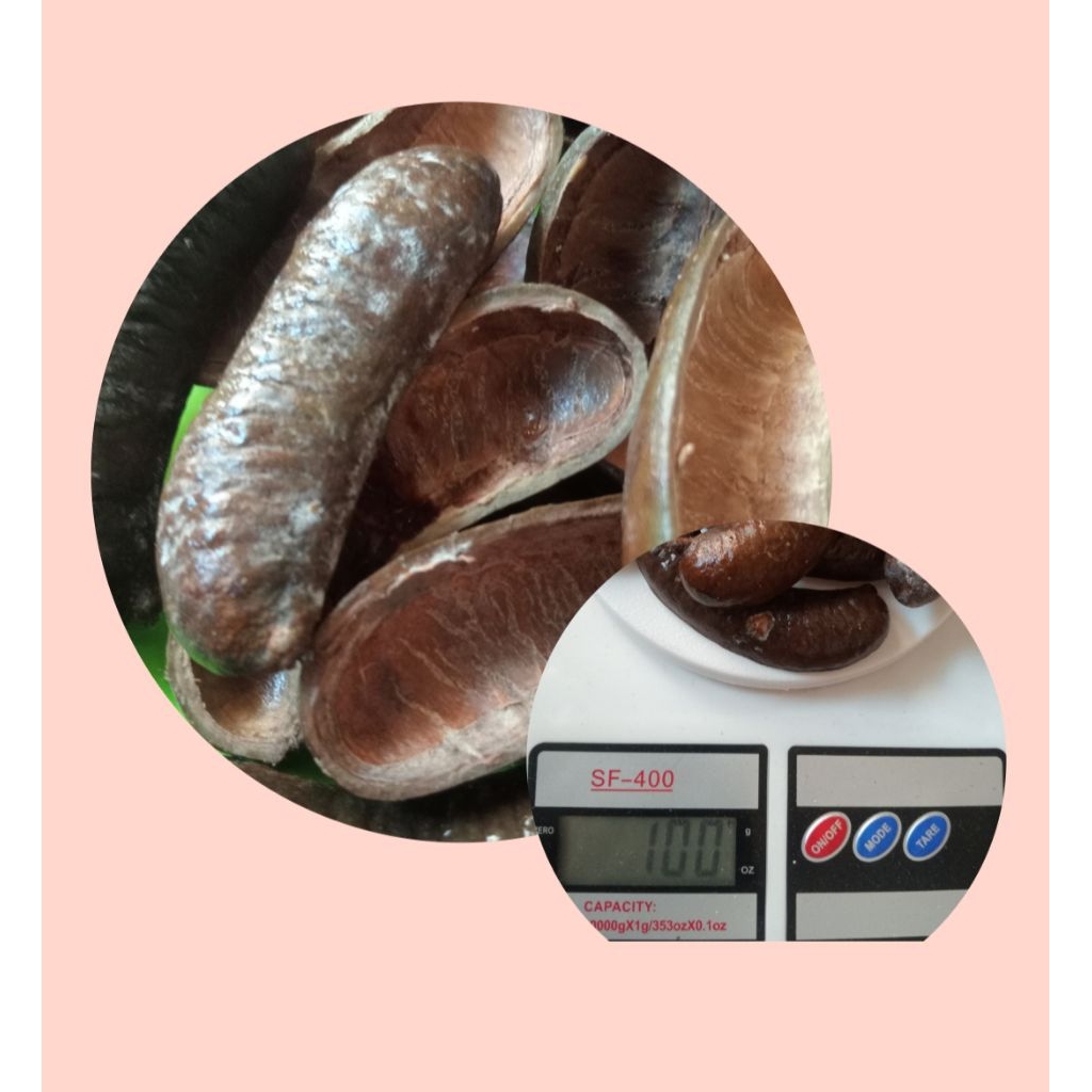 serbuk kulit kabau dan kulit kabau obat herbal