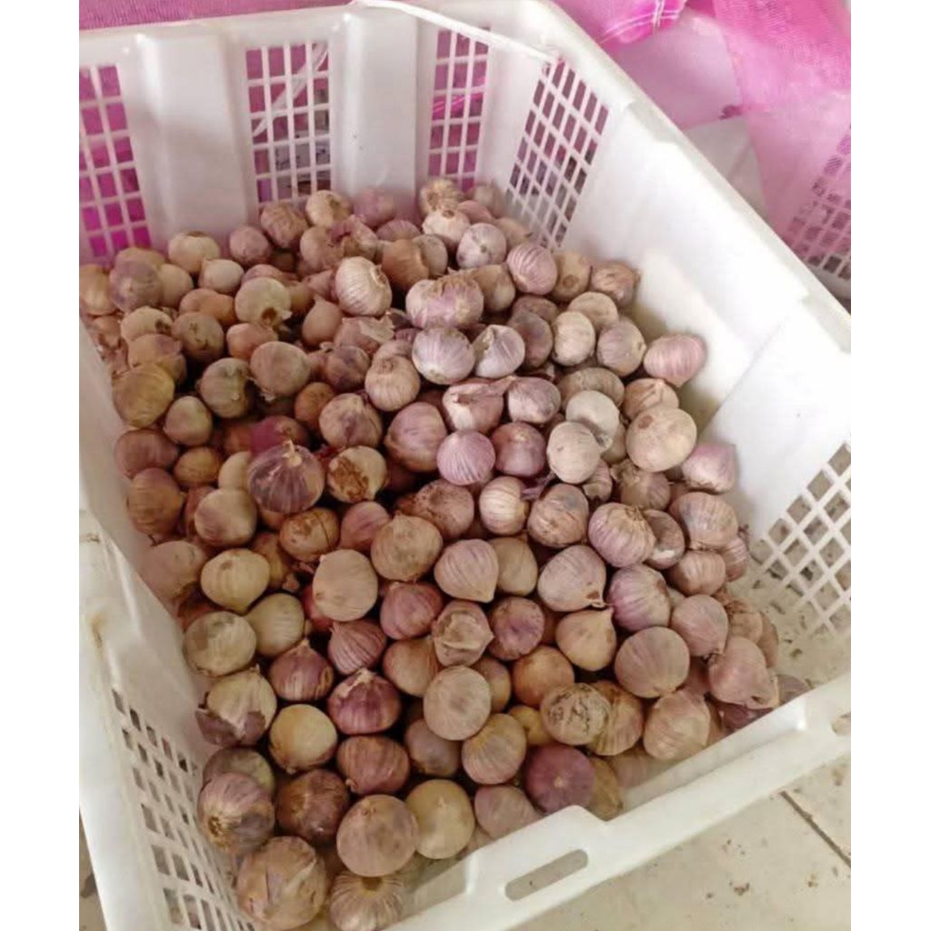 

Bawang Lanang / Bawang Putih TunggalSegar | Herbal Alami Kaya Manfaat | Stok Terbatas!