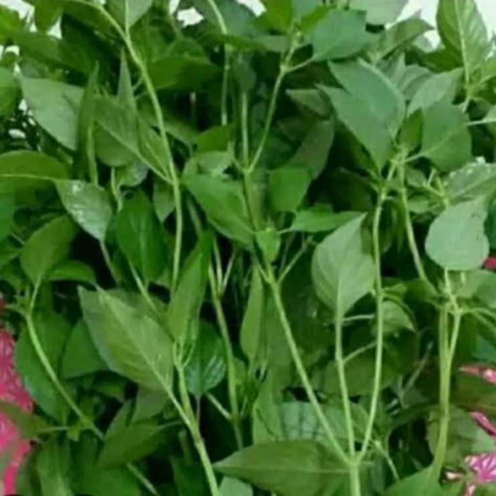 

1 ikat daun kemanggi surawung