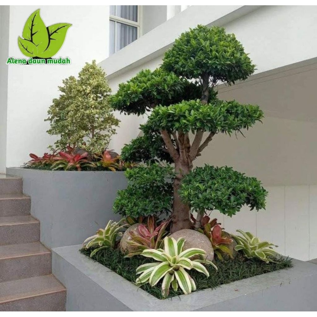 Taman kering minimalis / taman bonsai beringin elegan