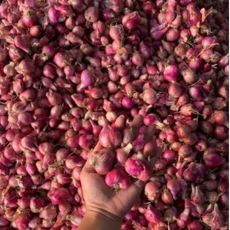 

BAWANG MERAH LOKAL 750GR