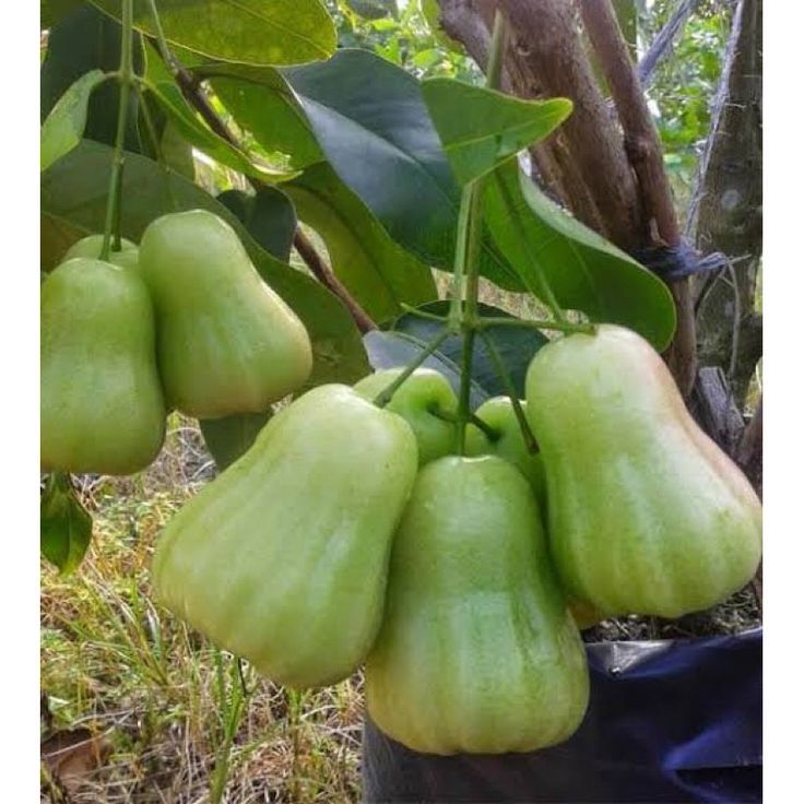 Bibit Jambu Air Madu Deli Hijau Jumbo Okulasi