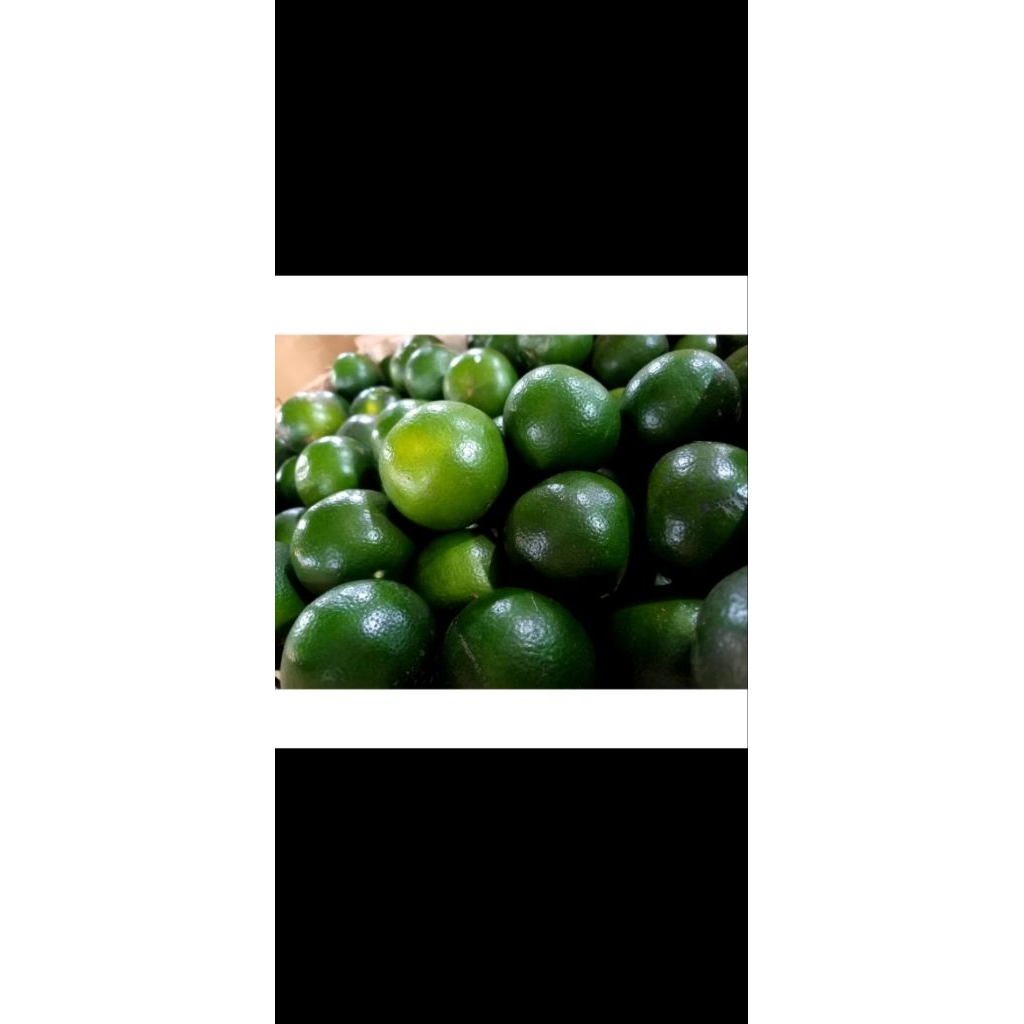 

Buah Jeruk BL peras buat seduhan es buah es juice sehat segar fresh baru metik dari kebun langsung Banyuwangi