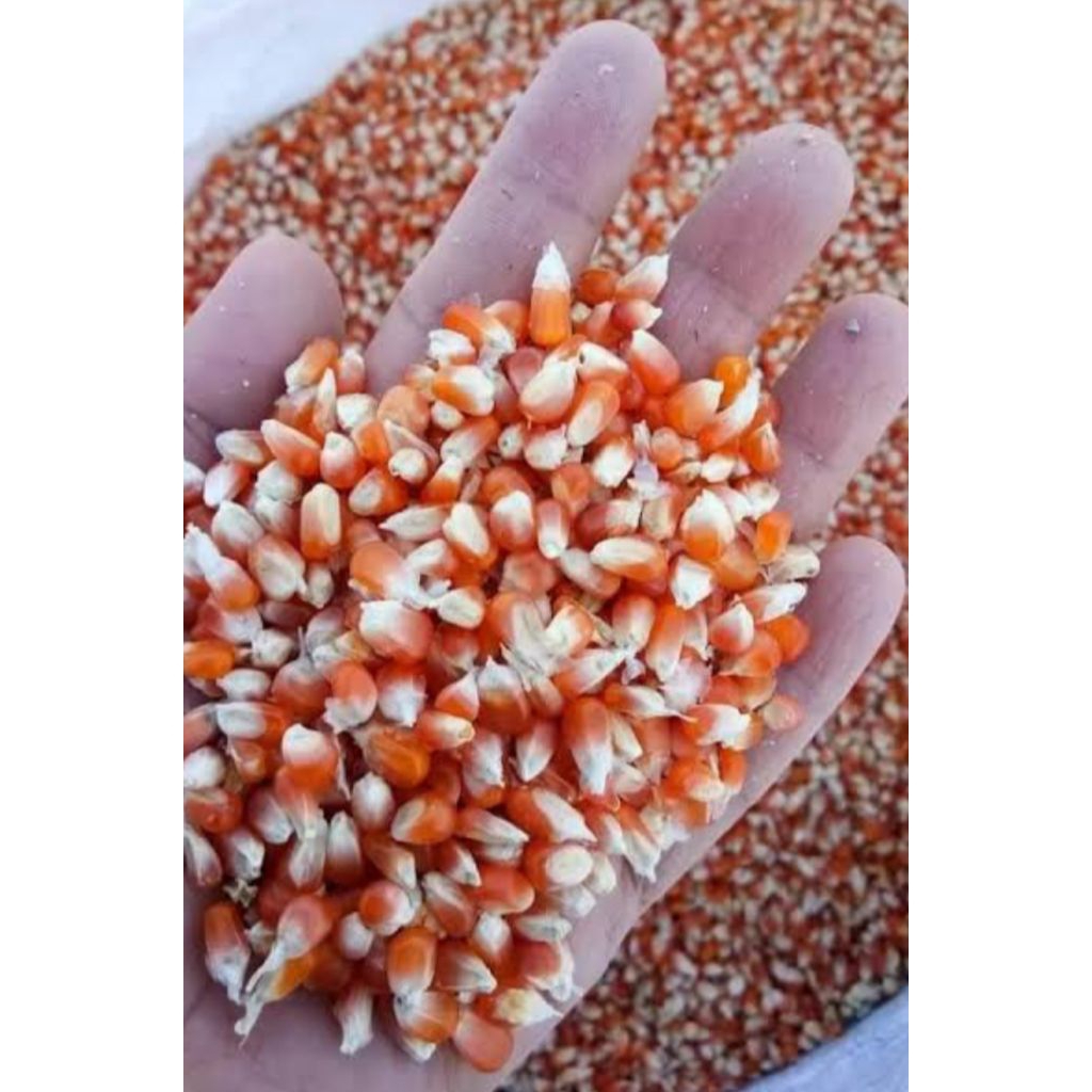 

jagung kristal merpati super/1kg