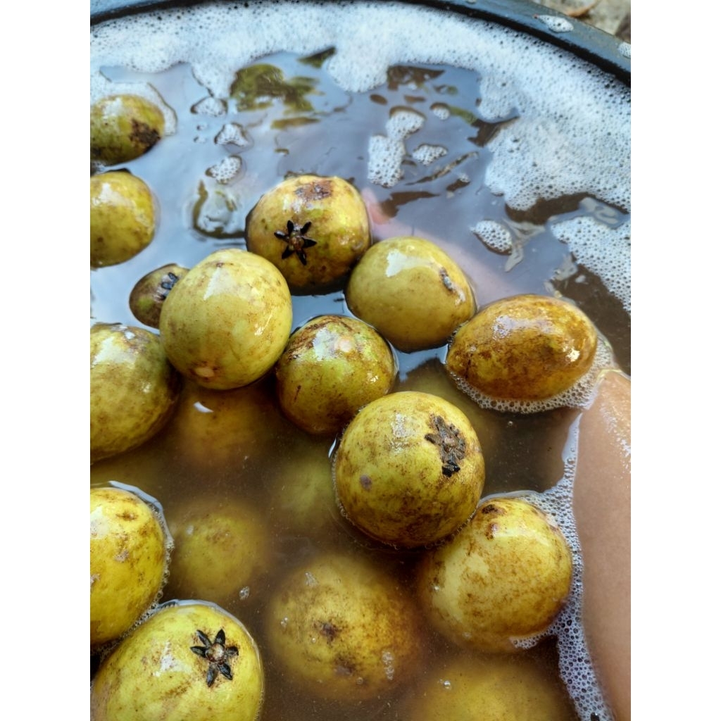 

2kg,sawo madu mengkal tua manis segar dan fresh