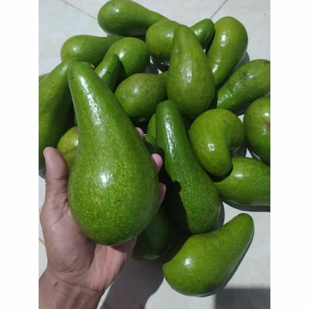 

Alpukat mentega muria gurih legit isi 3-6.(grade B&C)/menu diet sehat/ dikirim mentah