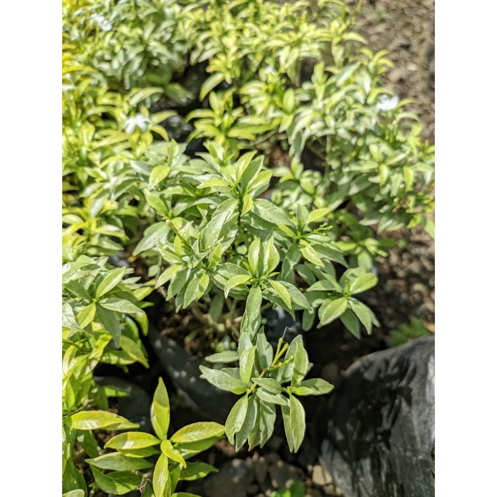 tanaman melati cina rombusa kuning silver