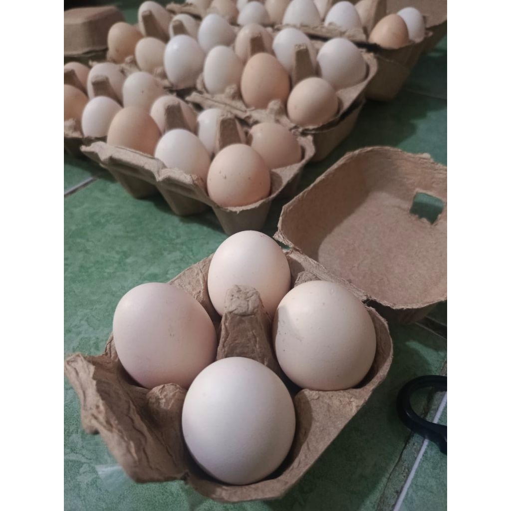 

Telur Ayam Kampung Arab