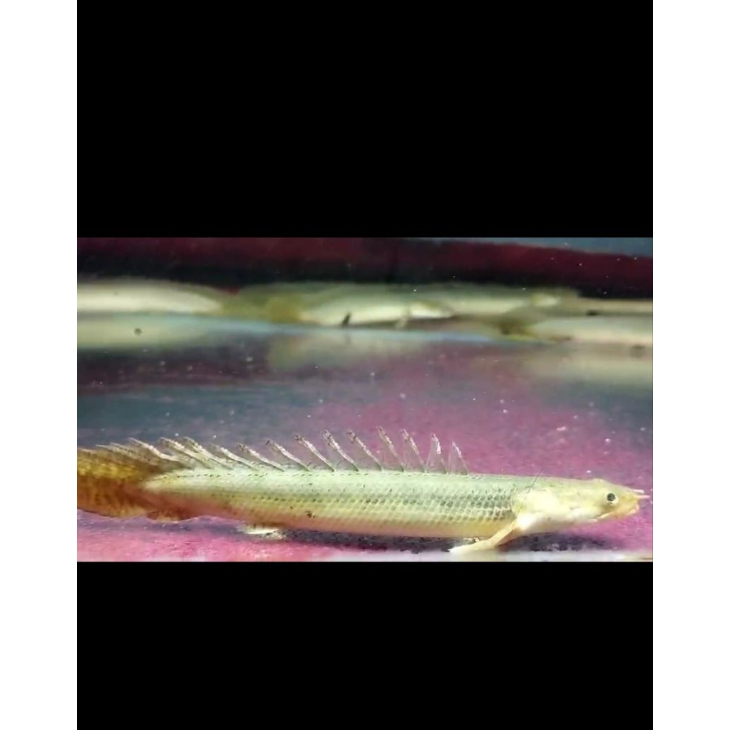 PalmasLapradei18-23cm