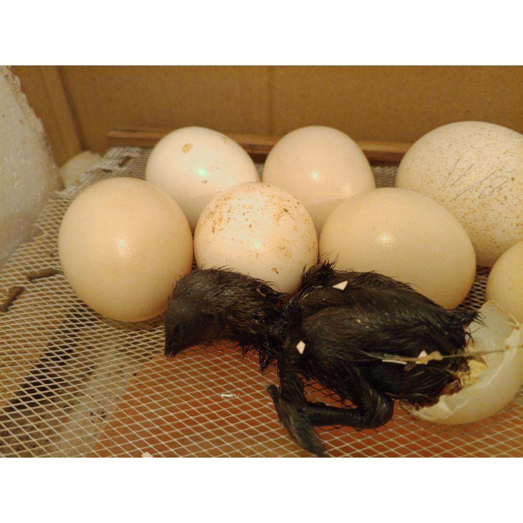 Telur ayam cemani lidah hitam asli