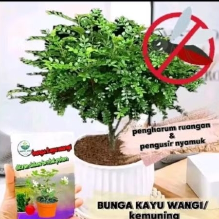 Tanaman Kayu Wangi