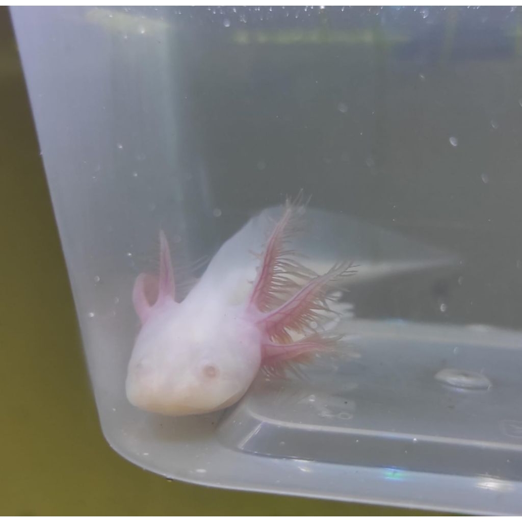 aquarium/axolotl/mainan/salamander/albino ukuran -+6-9cm