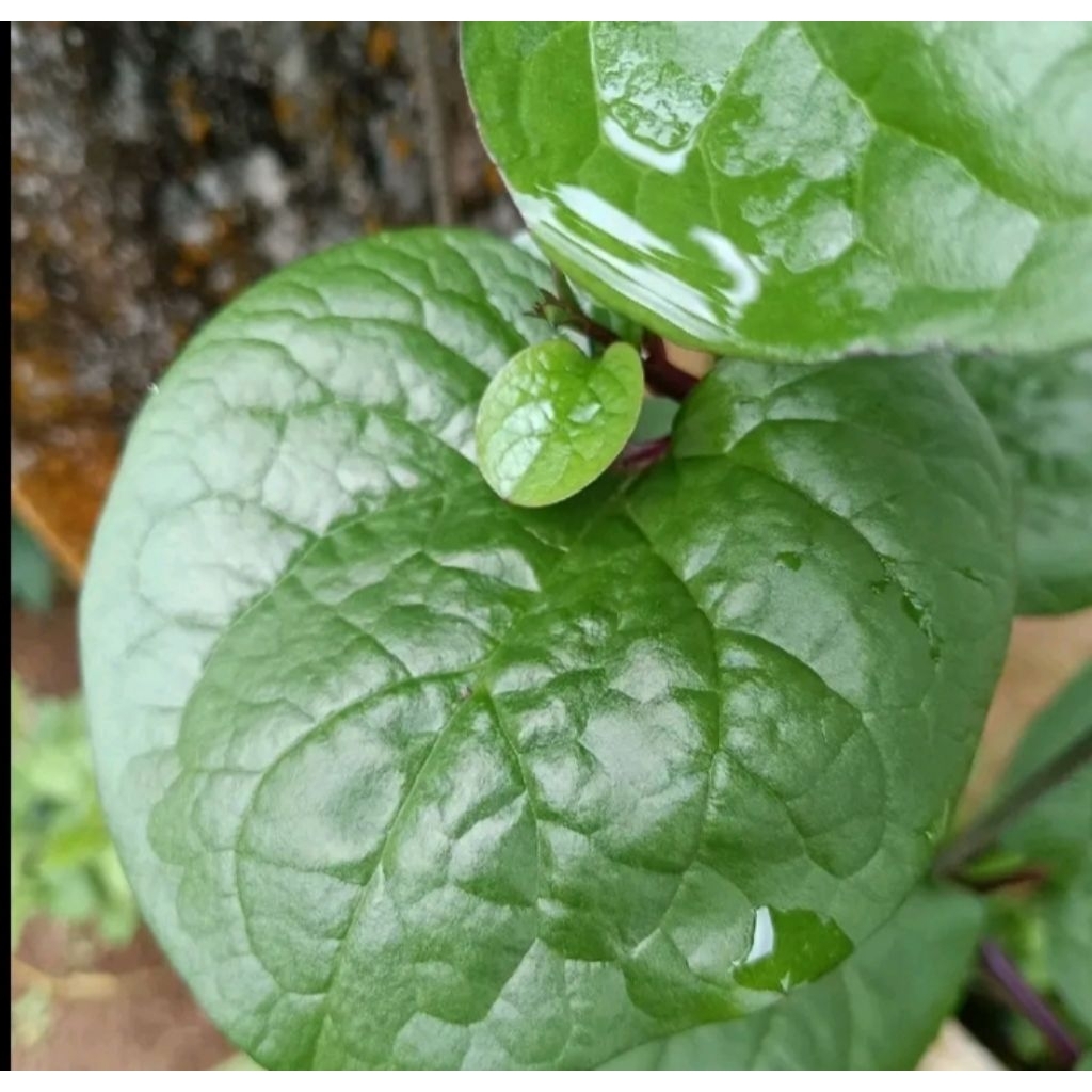 

DAUN BINAHONG 30 LEMBAR