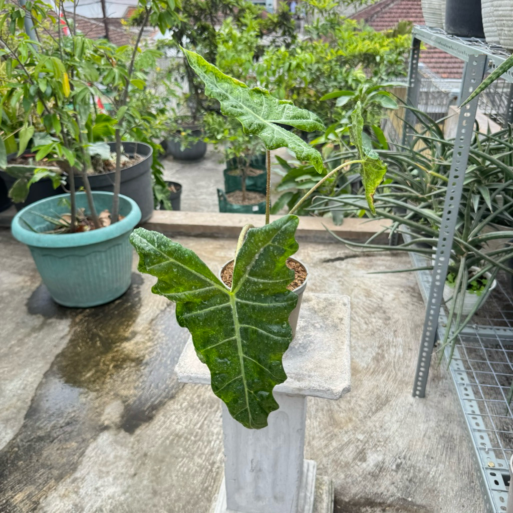 alocasia sanderiana