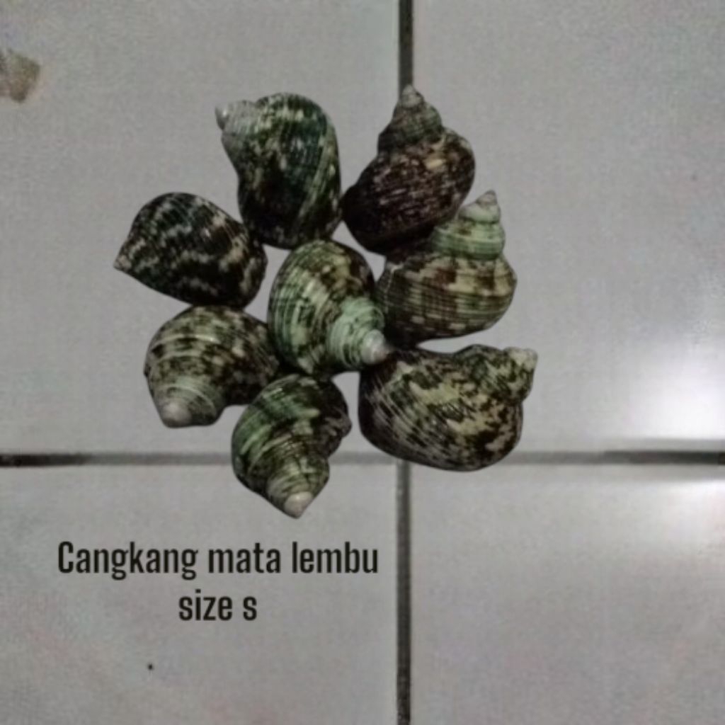 

cangkang kerang talembu/cangkang turbo isi 10 size s