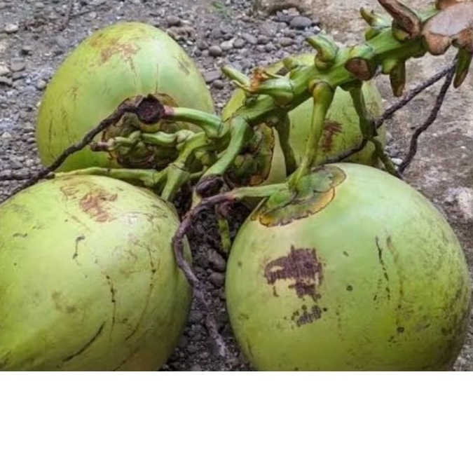 

Degan/Kelapa muda 1 biji asli Lampung.