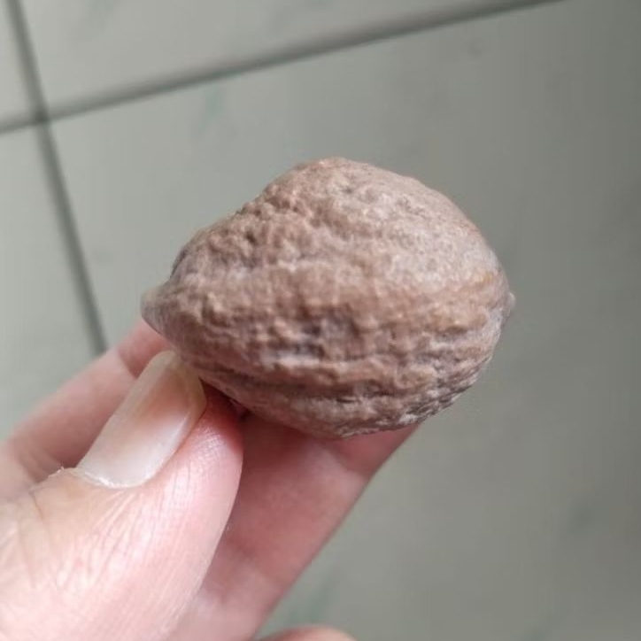 Kemiri Adu Muncang Adu Yanti Thanos Rajabatok Ori Semiurgen Tua Jatuhan