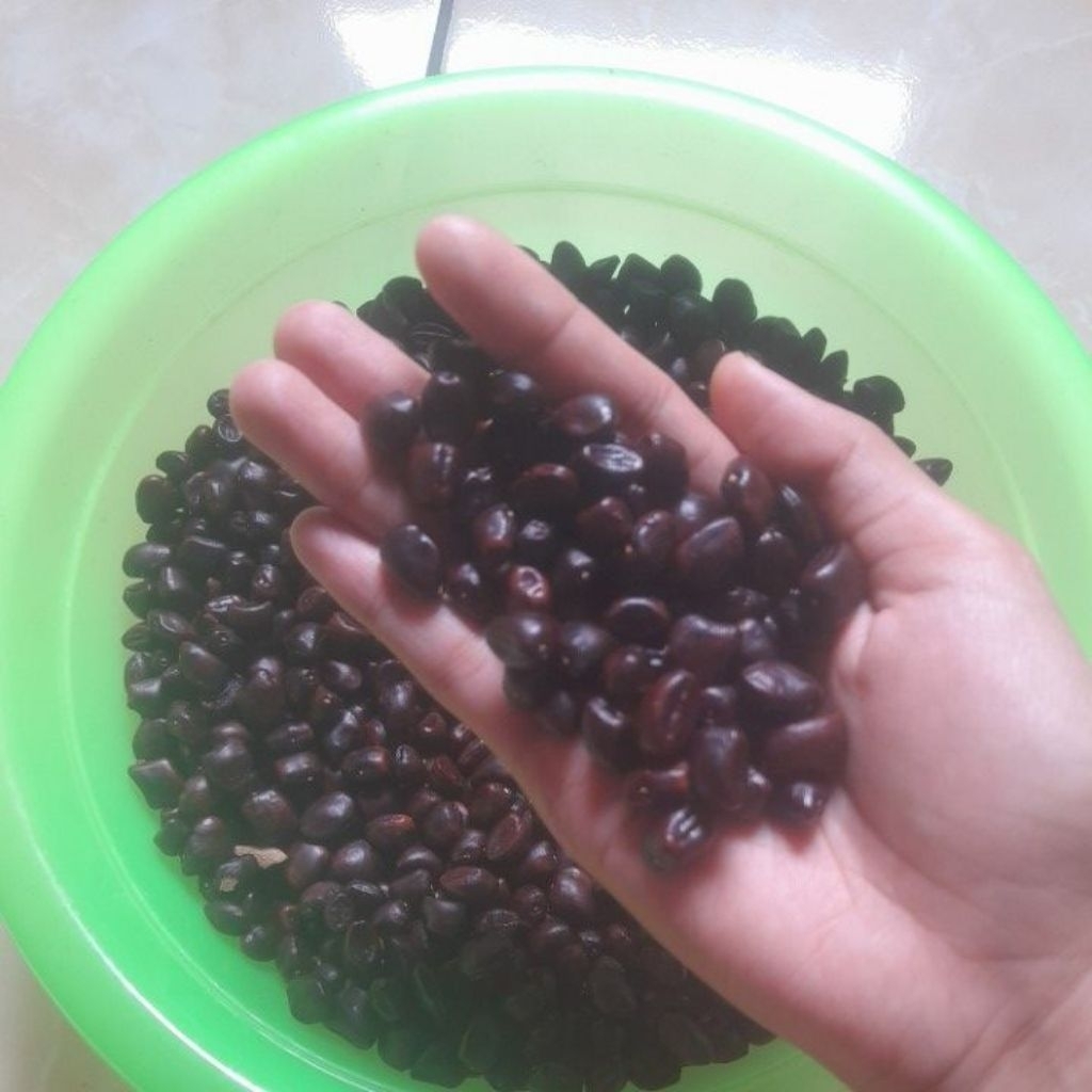 

BIJI ASAM JAWA 1 KG MURAH { hasil panenan sendiri tahun 2025 }