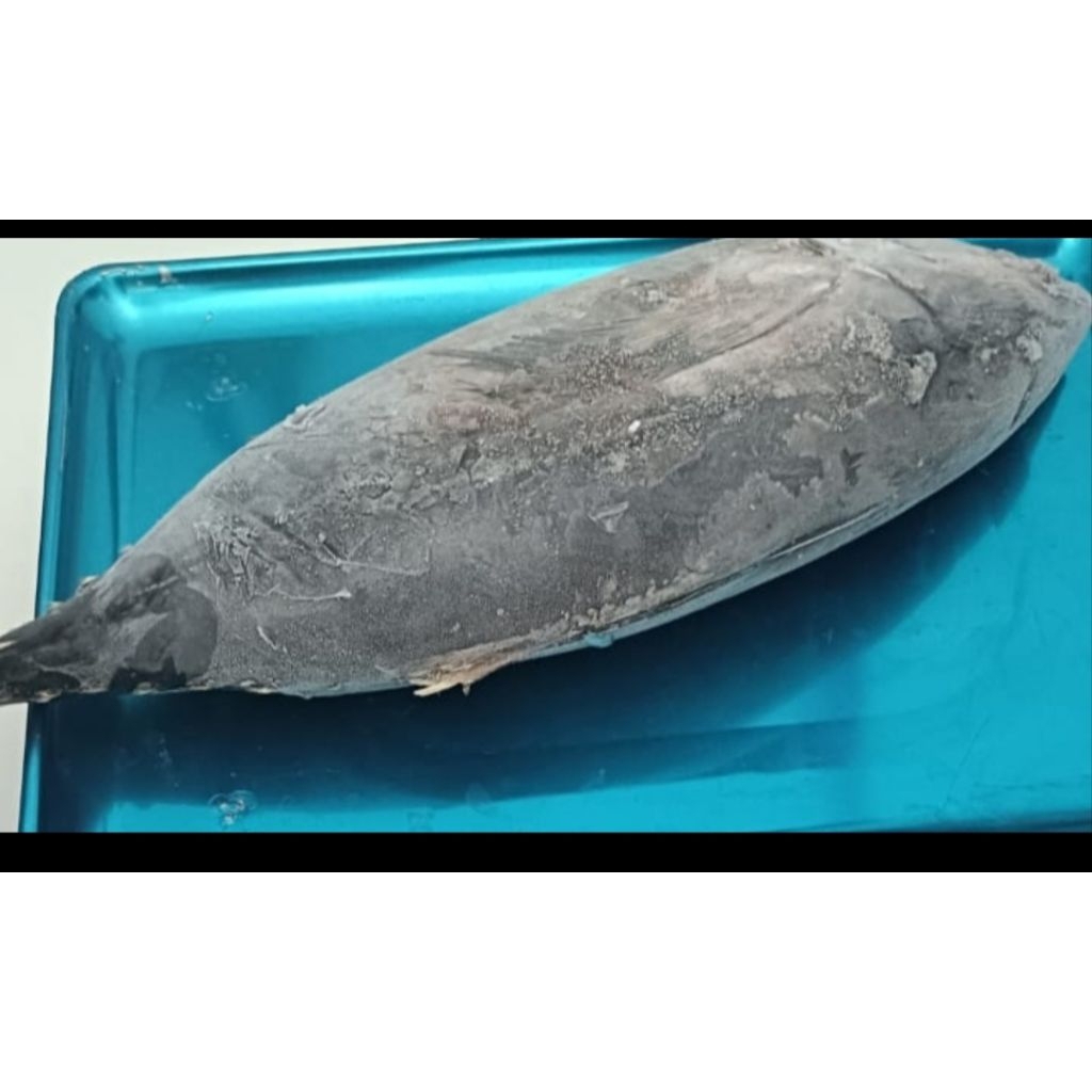 

ikan Baby tuna fresh/Frozen 1kg