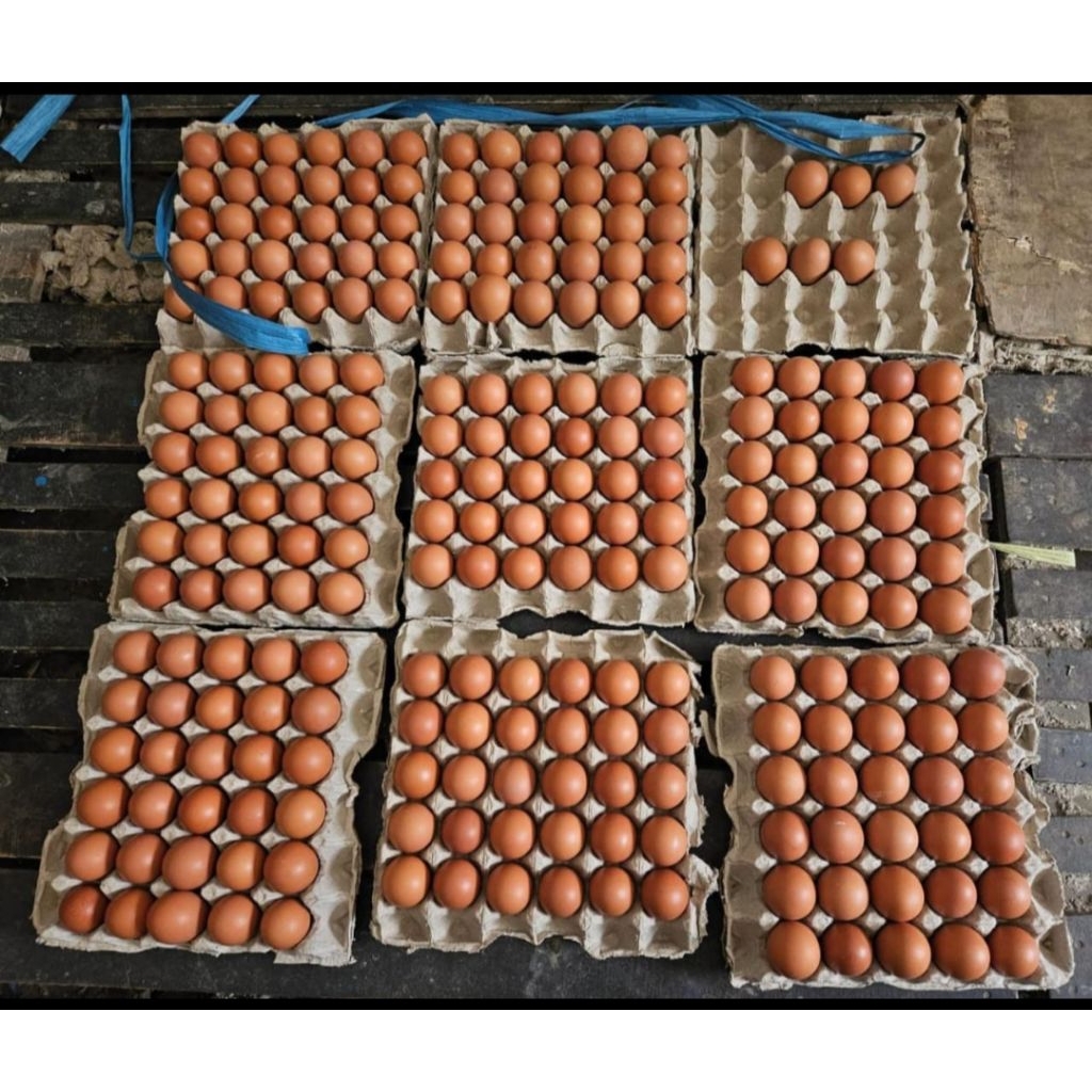 

Telur ayam Fress Grade A 15kg