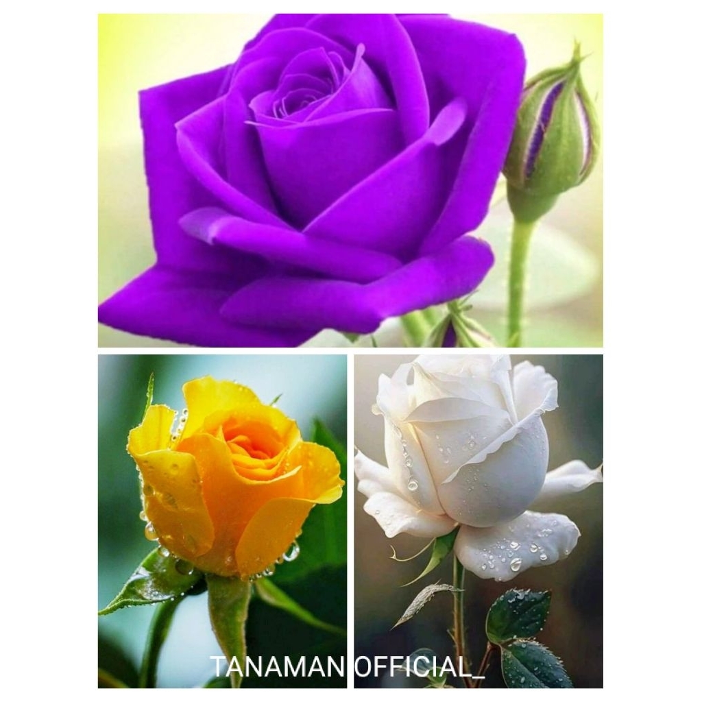 Paket 3 jenis bunga mawar / Pohon mawar bunga