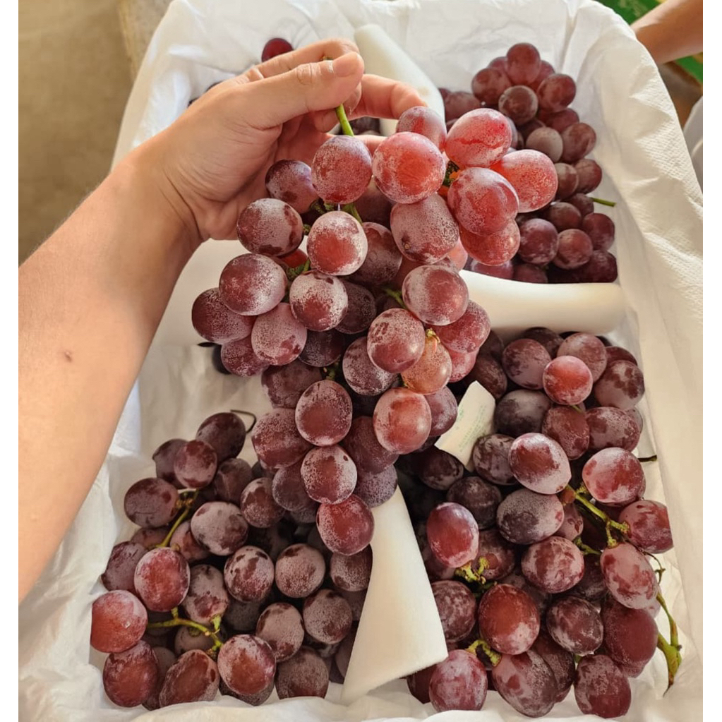 

Anggur Red Globe Manis