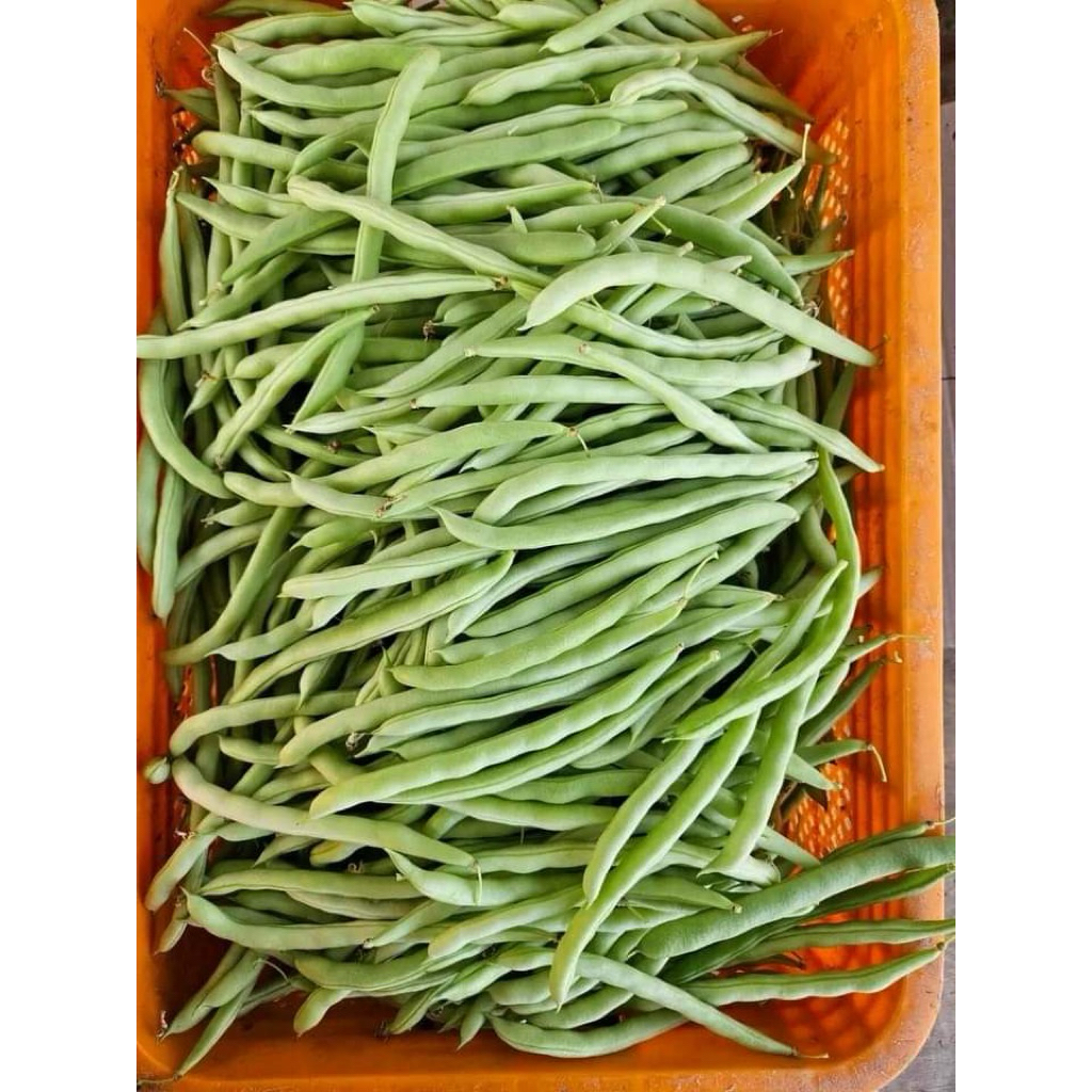 

Sumber sehat sayur || buncis segar 250gr