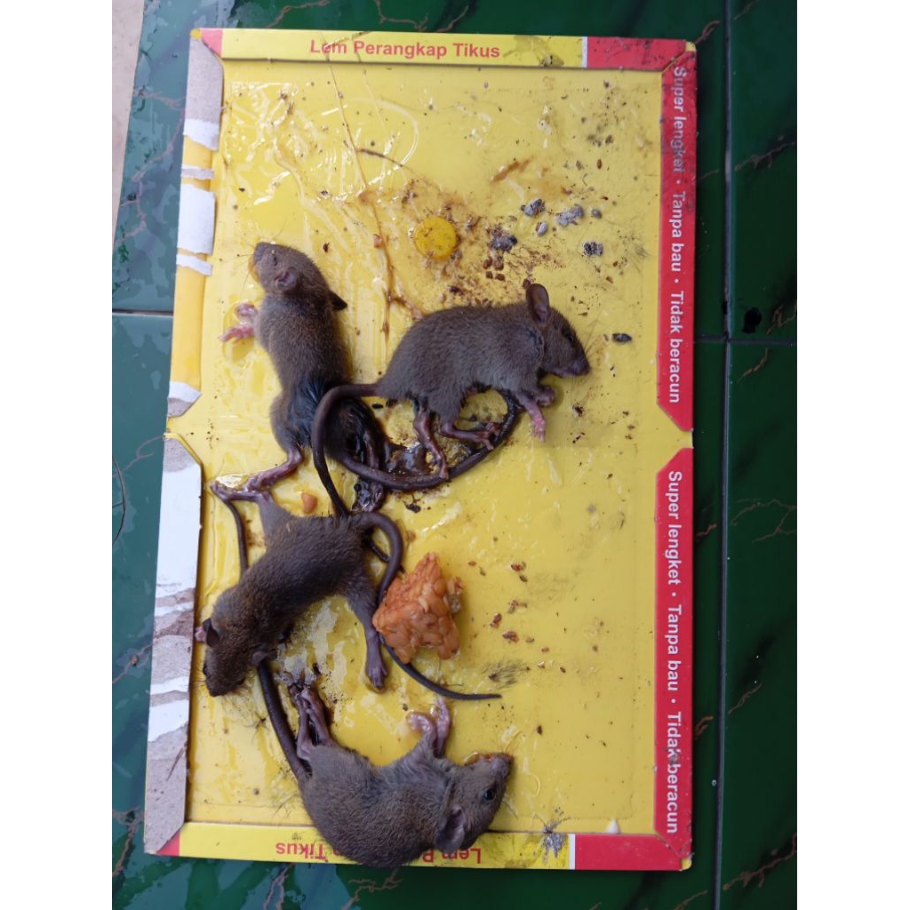 lem tikus papan pagoda