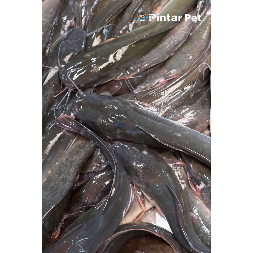 

Sumber sehat sayur || ikan lele segar 500gr