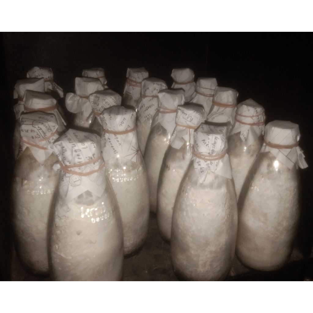 

Bibit jamur tiram putih F2