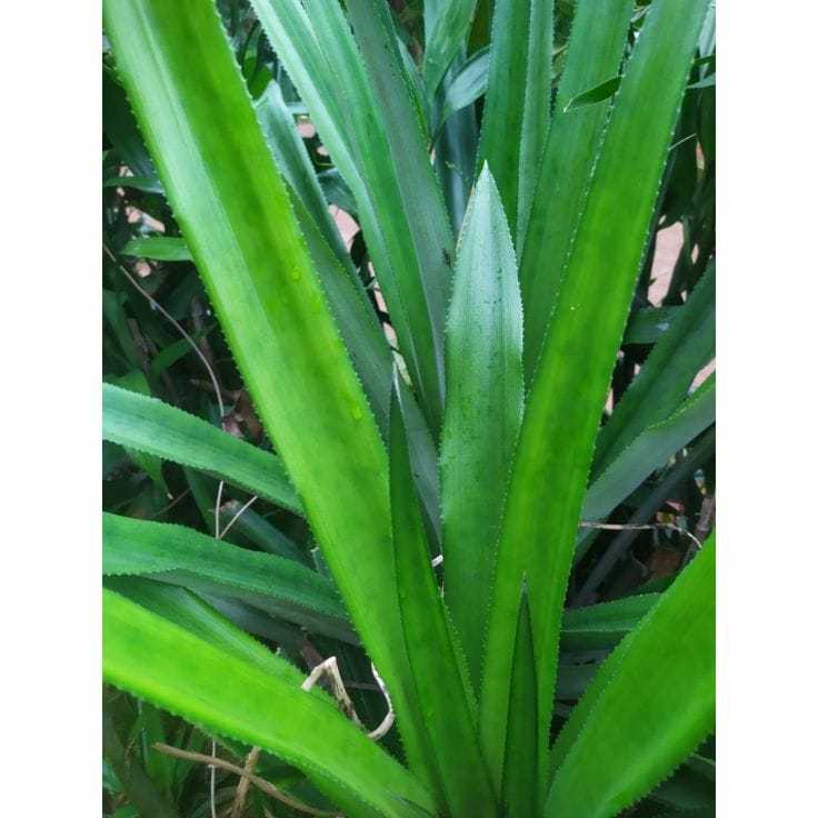 

DAUN NANAS SEGAR 500g