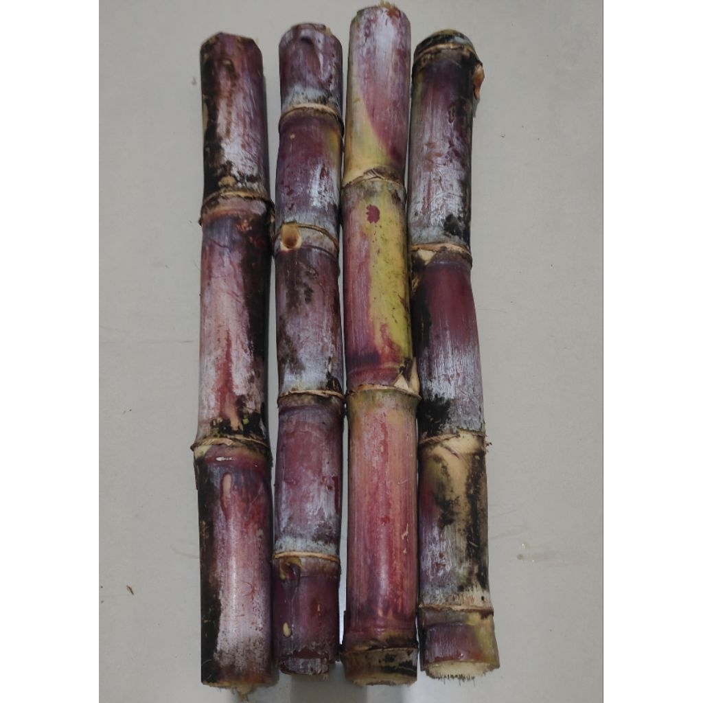 

Tebu Manis Segar Siap makan atau buat Bibit